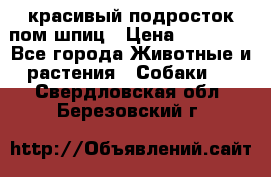 красивый подросток пом шпиц › Цена ­ 30 000 - Все города Животные и растения » Собаки   . Свердловская обл.,Березовский г.